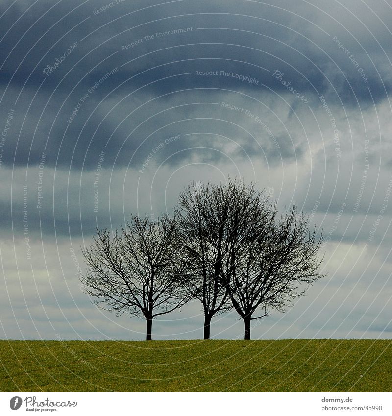 threetree 3 Grass Meadow Playing Effortless Morning Clouds Dark Pushing Storm Winter incurred draped in clouds Americas Thunder and lightning Evening Fate