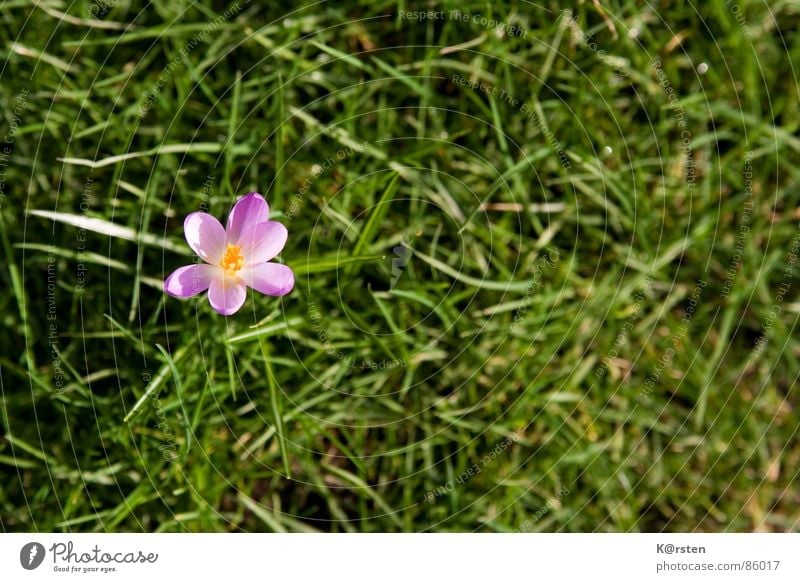 sun lovers Crocus Grass Blossom Green Caresses Spring Yellow Brilliant Loneliness Exterior shot Meadow Knoll Pollen Lawn Nature Garden in full bloom
