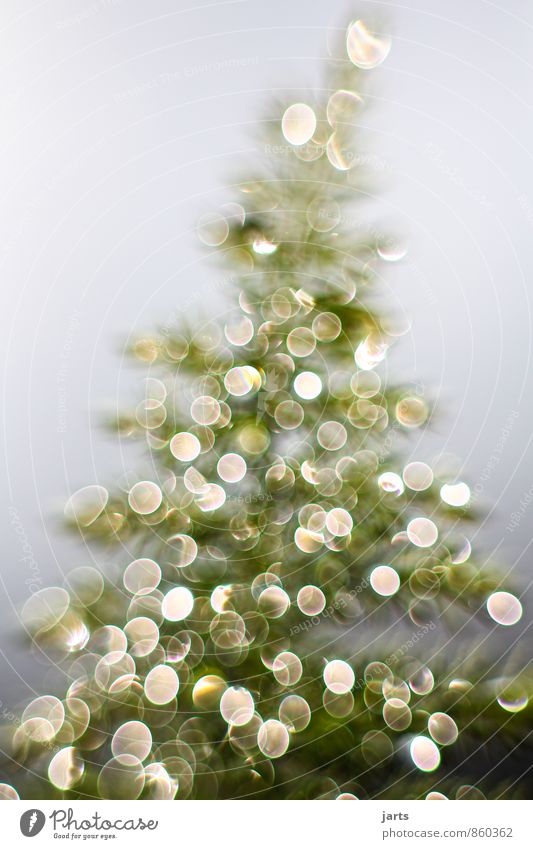 light tree 2 Christmas & Advent Drops of water Winter Plant Tree Happiness Contentment Anticipation fir tree Light Colour photo Exterior shot Close-up Deserted