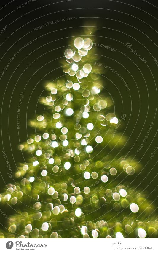 light tree 1 Christmas & Advent Drops of water Winter Plant Tree Happiness Contentment Anticipation fir tree Light Colour photo Exterior shot Close-up Deserted