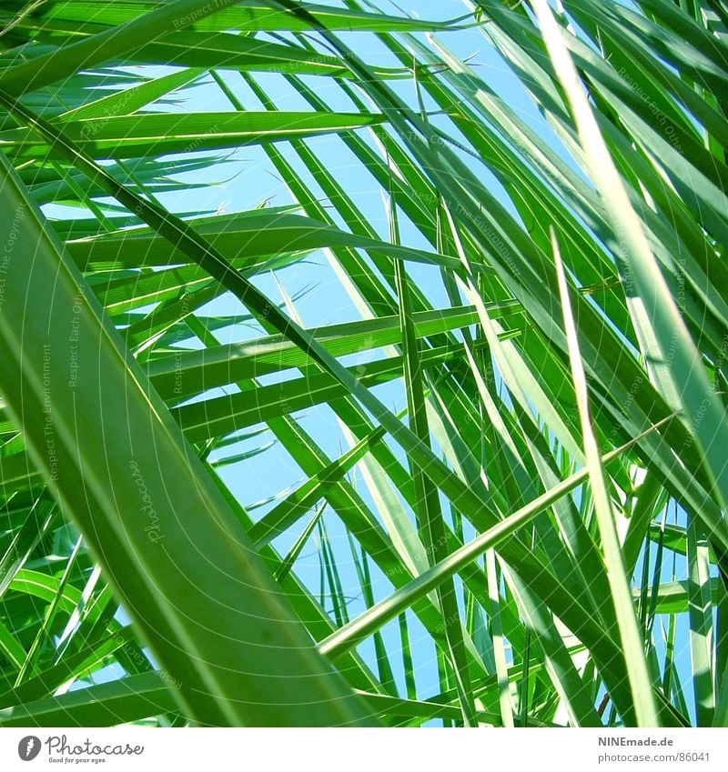 on the lookout ... Palm frond Green Palm tree Grass Meadow Perspective Blade of grass Worm's-eye view Environment Rejuvenate Fresh Small Square Summer Nature