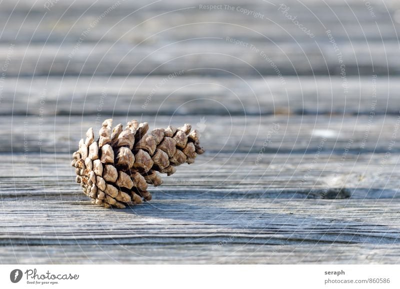 Cone Pine Pine Tree Arch Pine needle cone Gnarled Natural Organic pinus fir Seed Conifer Coniferous trees Decoration Macro (Extreme close-up) Public Holiday