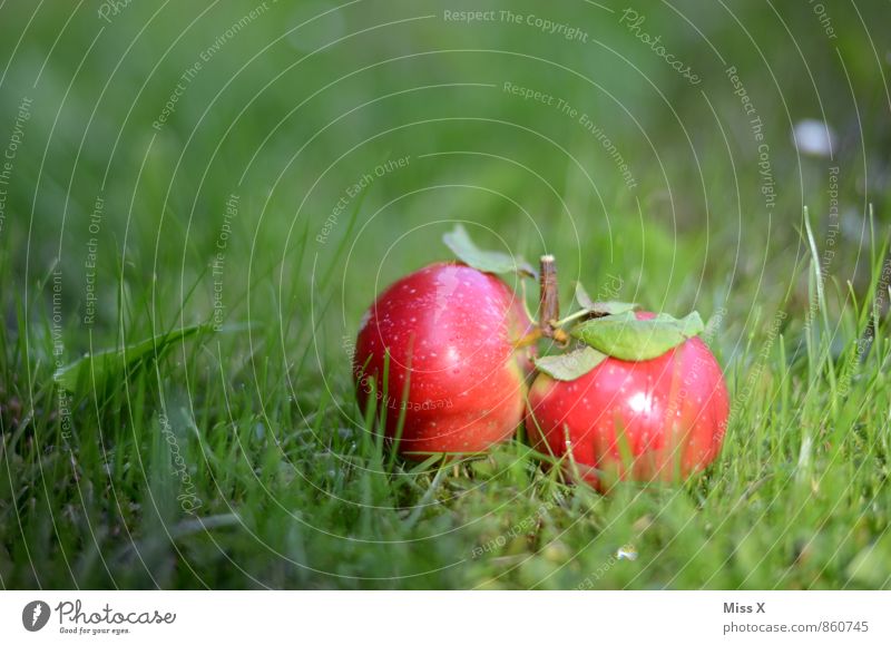 Favourite photo 2014 Food Apple Nature Summer Autumn Grass Meadow Lie Fresh Healthy Small Wet Juicy Sweet Red Twin Windfall Apple harvest Fruittree meadow