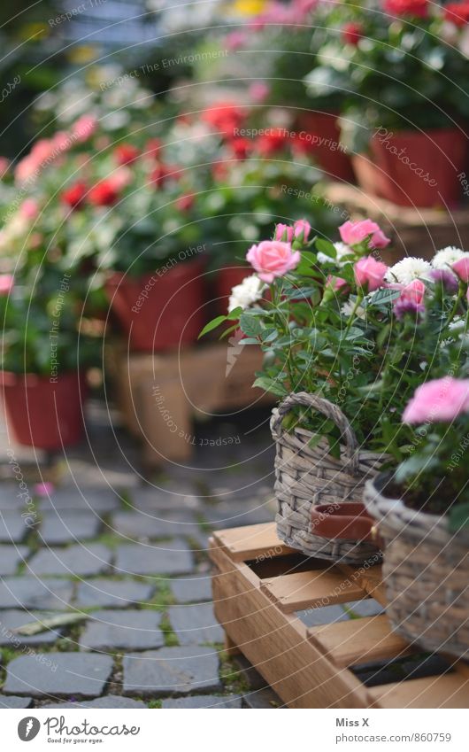 Roses for Valentine's Day Blossoming Fragrance Sell Rose plants Florist Flower shop Colour photo Multicoloured Exterior shot Close-up Deserted Copy Space left