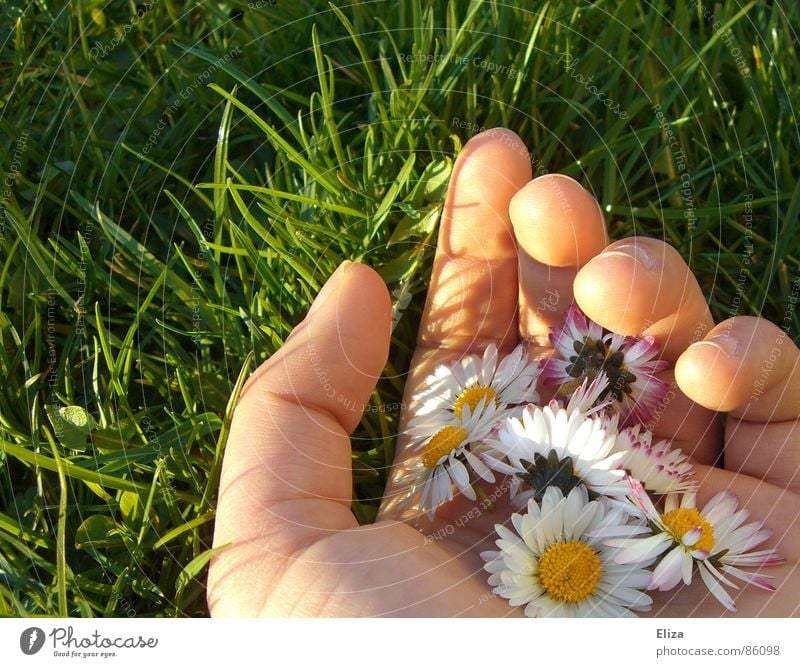 A hand full of daisies in the green meadow in summer or spring Daisy Sun by hand Pick Picked Fingers Summer flowers Plant Beautiful weather Grass bleed Meadow