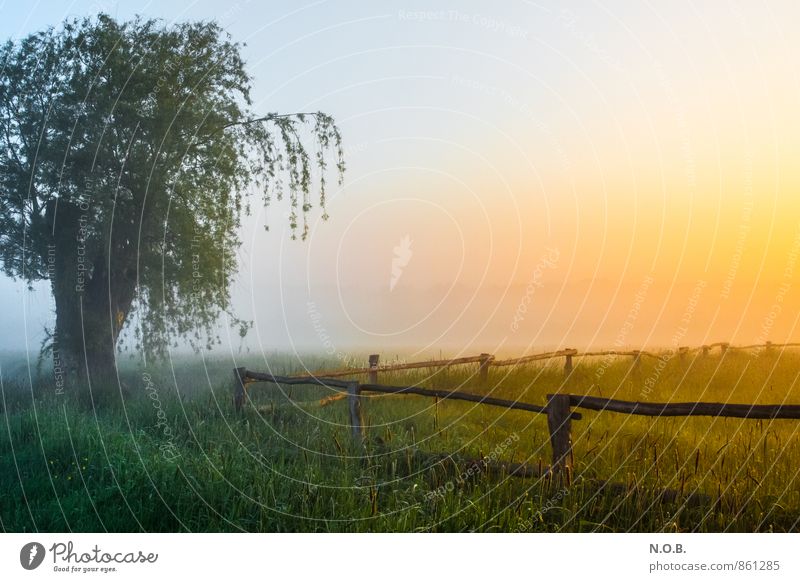 morning mood Landscape Sky Cloudless sky Sunrise Sunset Sunlight Summer Beautiful weather Tree Grass Meadow Field Esthetic Fresh Yellow Green Orange Moody