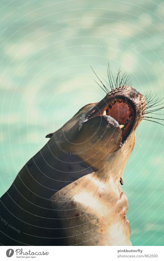 Hear me Roar! Water Beautiful weather Animal Wild animal Zoo Harbour seal Sea lion 1 Aggression Fat Gigantic Funny Maritime Wet Rebellious Retro Strong Brown