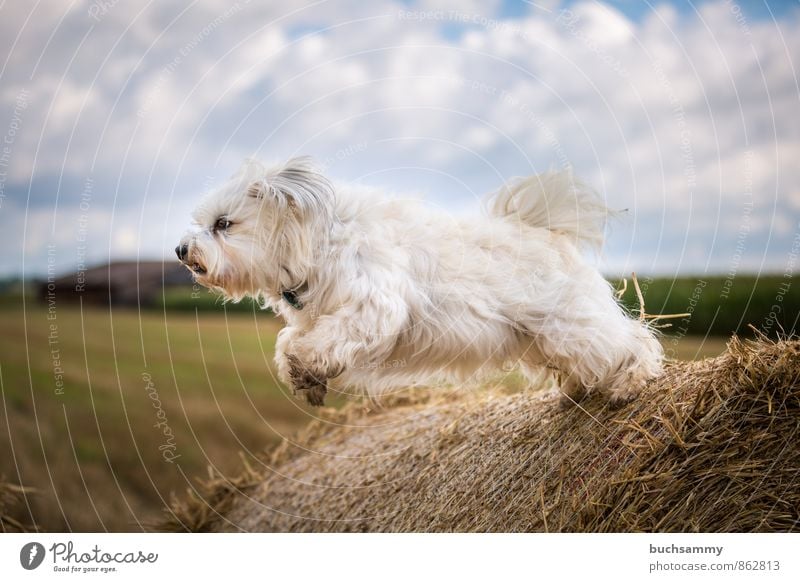 A Havanese takes off Animal Sky Clouds Pelt Long-haired Pet Dog 1 Flying Jump Athletic Blue Yellow White Joy bichon Bichon Havanais youthful Straw Bale of straw