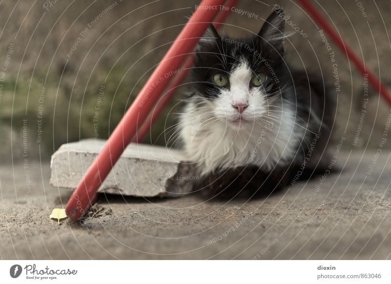 fluff Animal Pet Cat Animal face Pelt 1 Cotheshorse Lie Looking Cuddly Cute Prowl Colour photo Exterior shot Deserted Copy Space left Day Shallow depth of field
