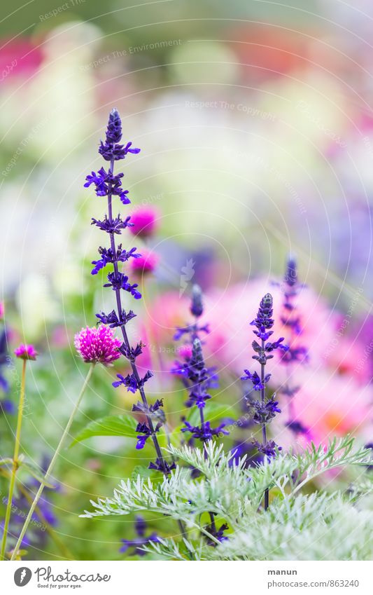 horticultural show Nature Plant Summer Flower Bushes Blossom Wild plant Garden Park Green Violet Pink Colour photo Exterior shot Deserted Copy Space top