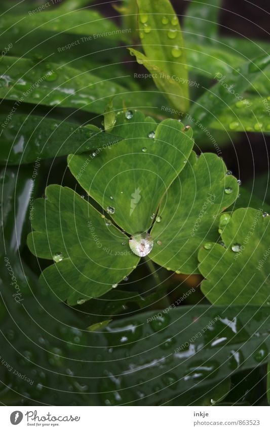 cost.bar | Rainwater Environment Nature Plant Drops of water Summer Climate Weather Leaf Garden Park Fresh Small Near Wet Natural Round Juicy Green White