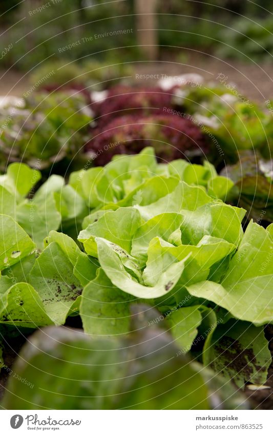 leaf salad Food Lettuce Salad Herbs and spices Cooking oil own requirements self-sufficiency Town Urbanization Urban gardening Nutrition Eating Lunch Dinner