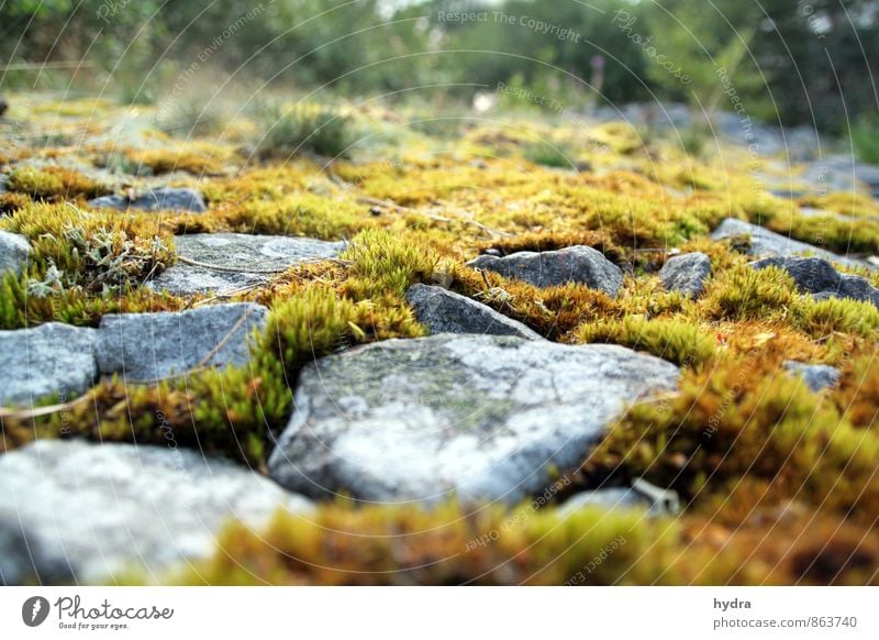 yin and yang Harmonious Relaxation Meditation Vacation & Travel Trip Summer Hiking Nature Landscape Plant Earth Beautiful weather Moss Weed Forest Rock Wetlands