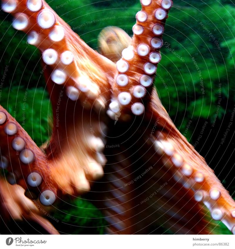 calamari Squid Octopus Ocean Animal Aquarium Green Ink Atlantic Ocean Fish Water cuttle Nature Colour Urine Excretion