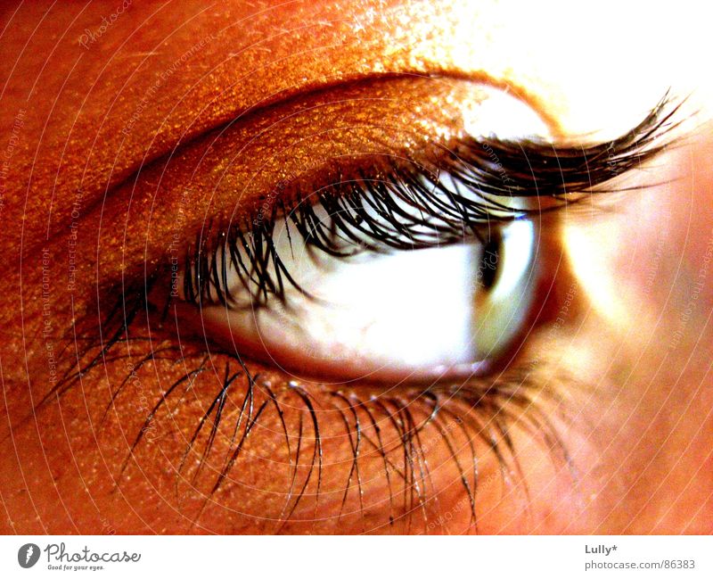 golden eye Deep Near Eyelash Silhouette Macro (Extreme close-up) Close-up Eyes Gold Blue Iris Profile
