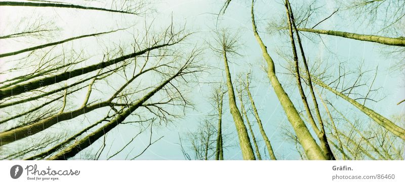 uplifted Leaf Autumn Environmental protection Bog Meadow Skeleton Cold Wood Winter steinhude Lomography horizon Sky Nature Branch Twig Skyward Tree trunk Large
