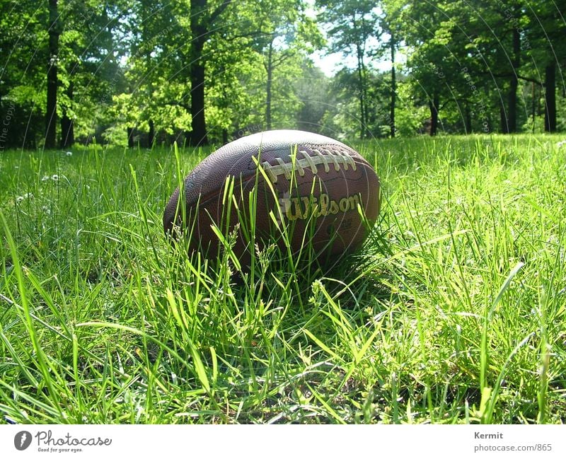 Football after Touchdown American Football Meadow Tree Leisure and hobbies football Close-up Wilson leather ball
