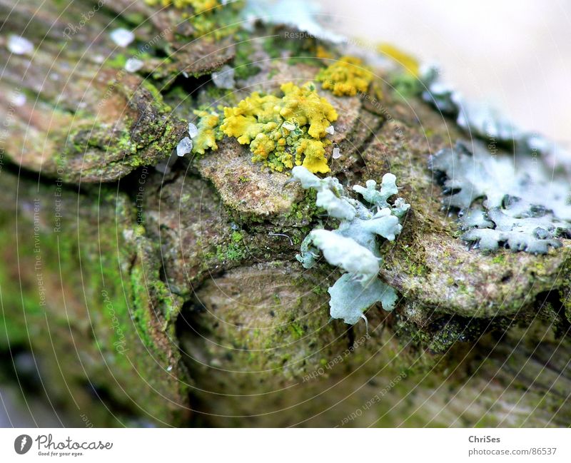 Lichens and moss Plant Wood Small Damp Wet Macro (Extreme close-up) Tree trunk Trailing plant Crawl Yellow Gray Volcanic crater Blossom Close-up Garden Park