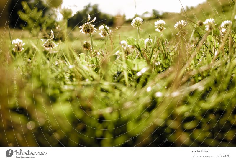 jungles Garden Nature Plant Sun Sunlight Summer Beautiful weather Flower Grass Blossom Foliage plant Clover Meadow Relaxation Friendliness Happiness Warmth