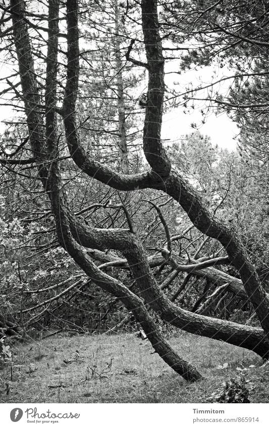 Still... Environment Nature Plant Tree Forest Tree trunk Bend Fight Black & white photo Wood Movement Aggression Dark Natural Gray White Emotions Exterior shot