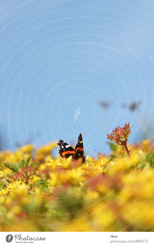an admiral... Butterfly Red admiral Sky Blue Yellow Blossoming