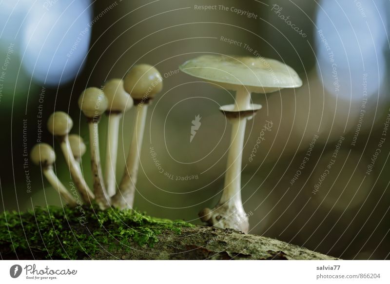 group photo Environment Nature Plant Earth Autumn Moss Mushroom Forest Touch Stand Growth Dark Thin Disgust Small Natural Slimy Under Soft Blue Brown Gray Green