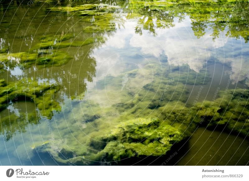 algae Environment Nature Landscape Plant Water Sky Clouds Summer Weather Beautiful weather Pond Bright Blue Green White Algae Reflection Soft Colour photo