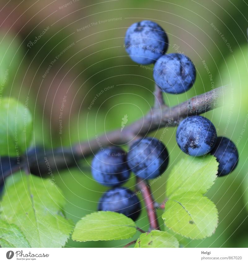 sloppy Environment Nature Plant Summer Bushes Leaf Wild plant Fruit Berries Sloe Sloe leaf Twig Growth Simple Fresh Small Natural Round Blue Brown Green