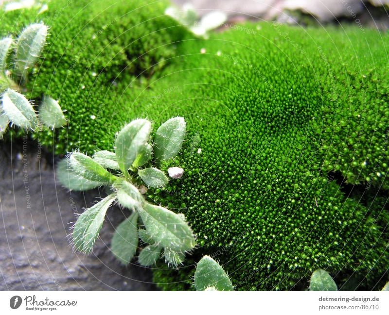 close up moss Close-up Green Near Design Art Gray Fresh Plant Part of the plant Natural phenomenon Environment New recruit mossy green Nature Clarity Stone
