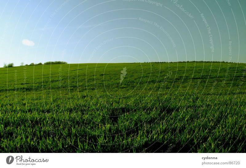 Green is the Colour Grass Meadow Field Far-off places Large Extensive Equal Minimalistic Clean Free Possible Spring Horizon Wake up Growth Sky Earth Sand Nature