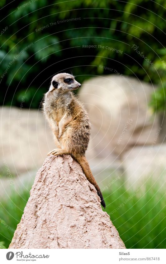 keep a lookout Environment Nature Earth Plant Grass Bushes Hill Rock Animal Pelt Meerkat 1 Rotate Brown Gray Green Protection Diligent Fear Colour photo