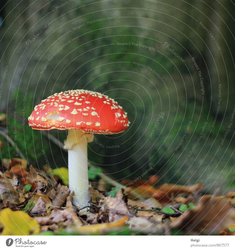 toxic... Environment Nature Autumn Mushroom Amanita mushroom Leaf Woodground Forest Stand Growth Esthetic Beautiful Natural Brown Green Red White Calm