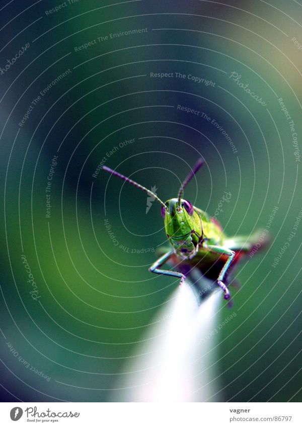 grasshopper Locust Summer Grass Insect Green Macro (Extreme close-up) Environment Close-up Meadow in every sense Nature warm season