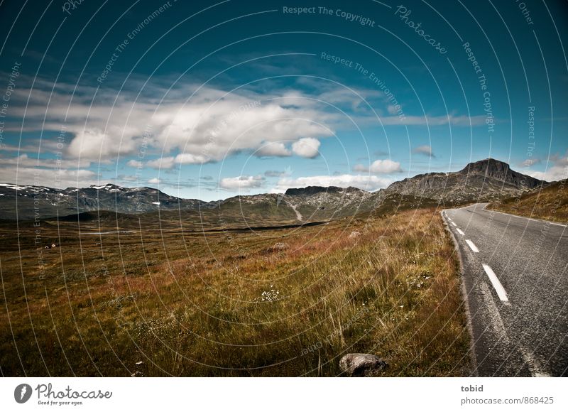 Open Road Vacation & Travel Trip Far-off places Freedom Summer Nature Landscape Plant Sky Clouds Horizon Sun Beautiful weather Grass Bushes Moss Wild plant