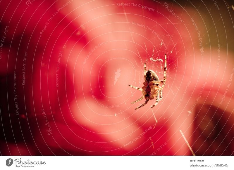 I see red! Summer Beautiful weather Garden Animal Spider Spider's web nut Spin Spider legs Observe Movement Discover Hang Crawl Near Brown Gold Red Black Serene