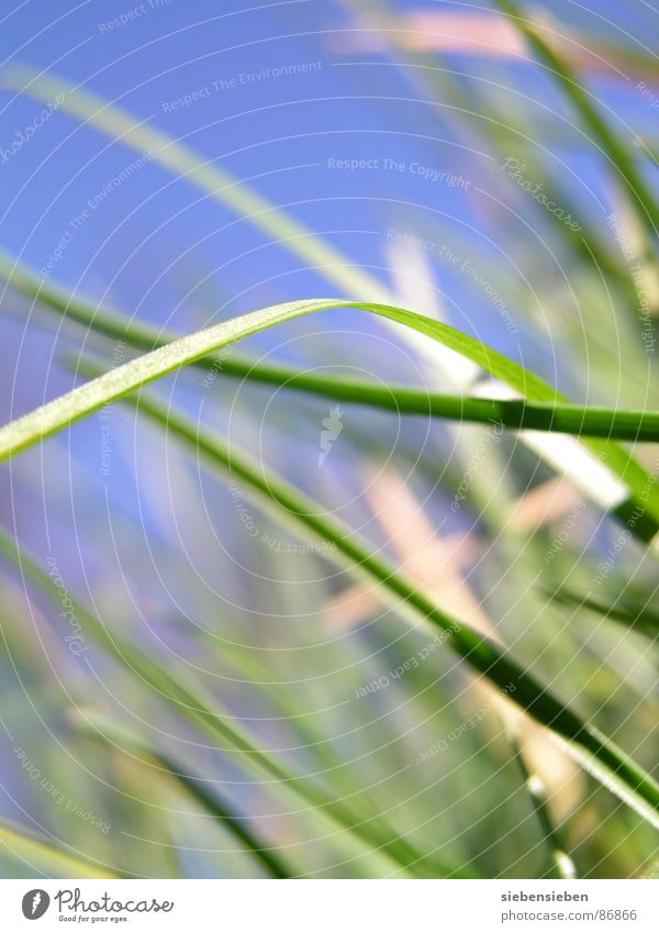 beetle perspective Grass Green Growth Meadow Fresh Blade of grass Blossoming Seasons Summer Spring Close-up Force Perspective Natural phenomenon Knoll