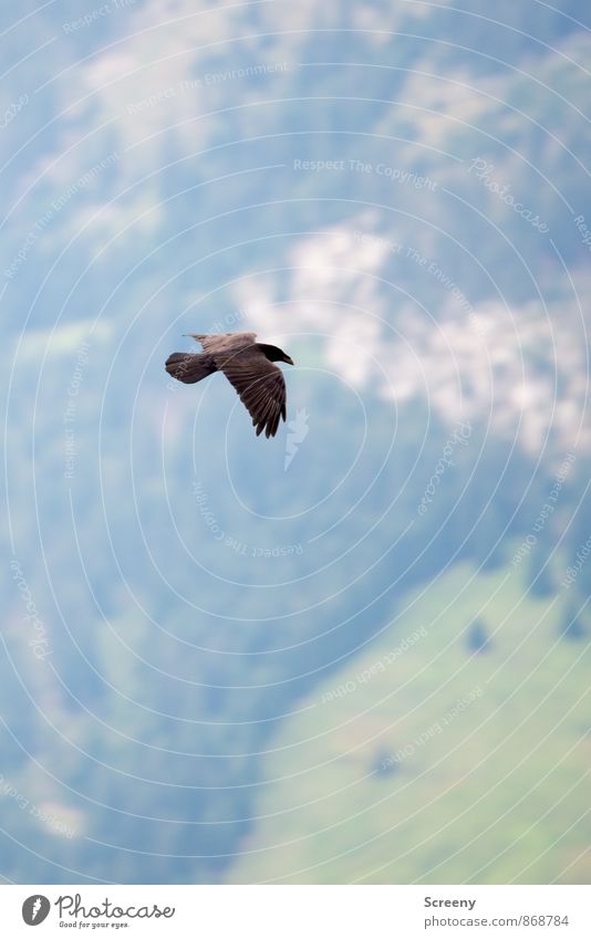 fly high Nature Landscape Plant Animal Alps Mountain Valley Bird Crow 1 Observe Flying Free Blue Brown Green Black Serene Freedom Ease Colour photo
