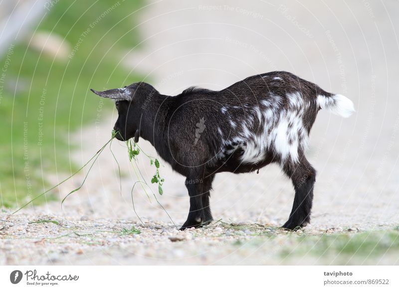 young black goat Eating Beautiful Summer Baby Nature Landscape Animal Grass Park Hair To feed Feeding Stand Small Funny Cute Wild Green Black White Farm Mammal