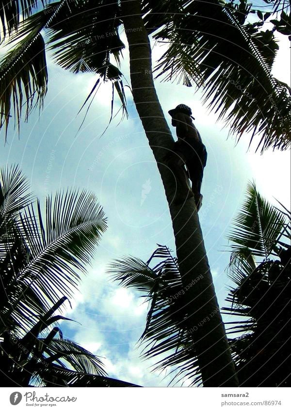 palm climber Palm tree Bali Summer Vacation & Travel Clouds Beach Indonesia Asia Sky