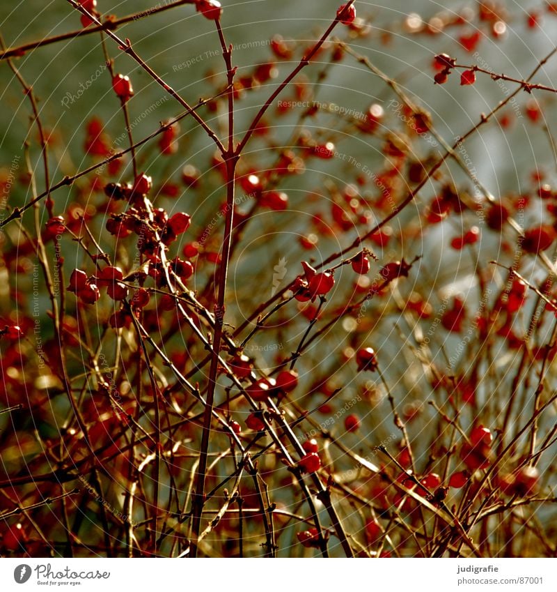 red and round Multiple Plant Bushes Red Round Growth Environment Autumn Wild plant Part of the plant Botany Many Berries Fruit Sphere Twig Nature