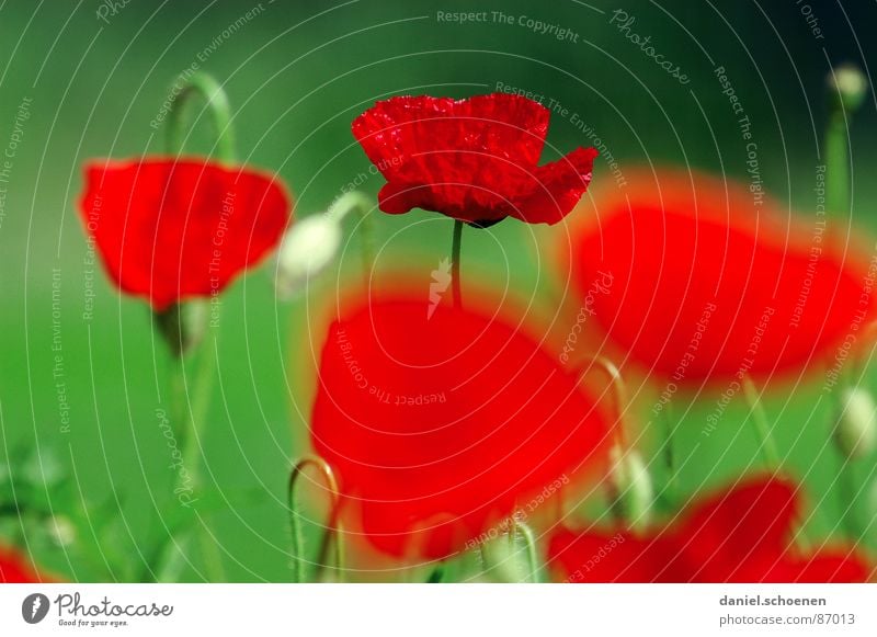 summery red-green contrast Red Green Spring Summer Flower Blossom Background picture Grass green Depth of field Meadow Corn poppy Environment fiery red Nature