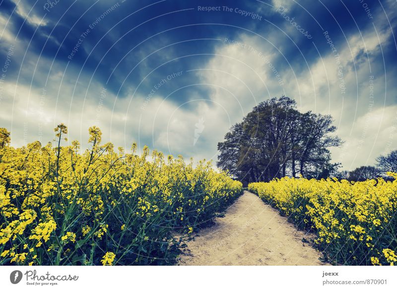 up and away Nature Landscape Sky Clouds Summer Beautiful weather Tree Agricultural crop Field Lanes & trails Idyll Calm Colour photo Subdued colour