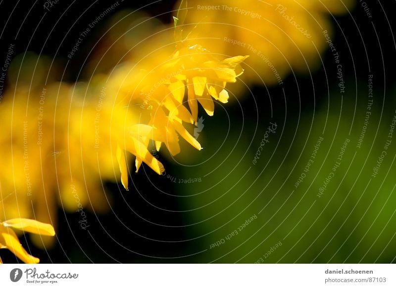 and spring is coming! Spring Blossom Flower Background picture Yellow Green Depth of field Environment Macro (Extreme close-up) Nature