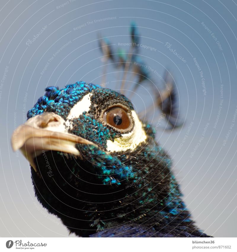 eye contact Animal Wild animal Bird Animal face Peacock Gamefowl Poultry Eyes Beak Head Peacock feather Observe Looking Esthetic Threat Beautiful Blue Turquoise