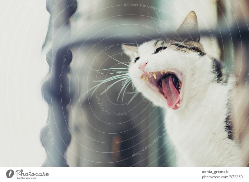 cat Animal Pet Cat Animal face 1 To feed Sleep Scream White Domestic cat Yawn Set of teeth Muzzle Fleece Tongue Colour photo Exterior shot Copy Space left Day