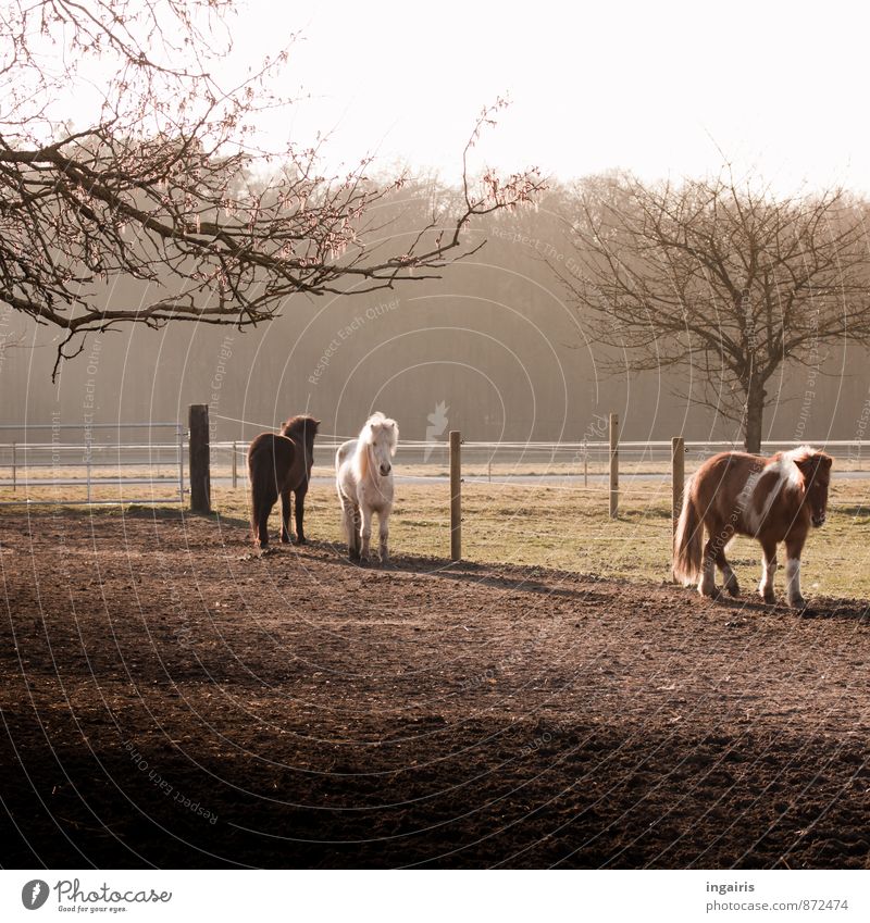Spring will surely come Nature Landscape Sky Winter Tree Field Forest Pasture Animal Horse Iceland Pony 3 Herd Fence Fence post Observe Going Stand Natural