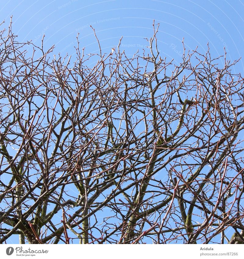 two on blue Branchage Tree Cut Spring Aviation Twig Nature Blue Sky