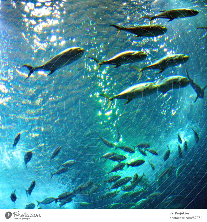 The Swarm Barracuda Tuna fish Ocean Portugal Aquarium Fish ocenario EXPO 1998 Water Flock Basin