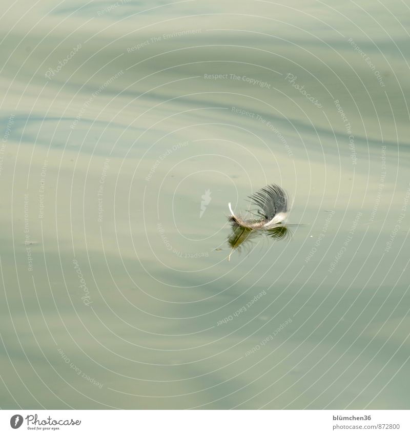 only flying is nicer... Water Lake Waves Bird Feather Swimming & Bathing Esthetic Hover Smooth Peace Peaceful Ease Float in the water Doomed Harmonious