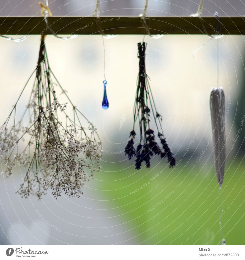 window look Food Herbs and spices Nutrition Decoration Plant Flower Leaf Blossom Window To dry up Fragrance Dry Lavender Baby's-breath Window pane Hang